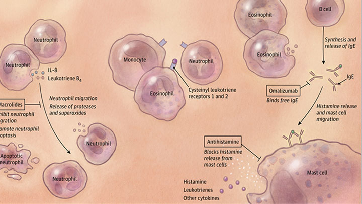 immunology img